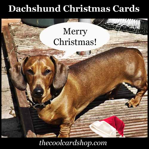 Dachshund Christmas Cards
