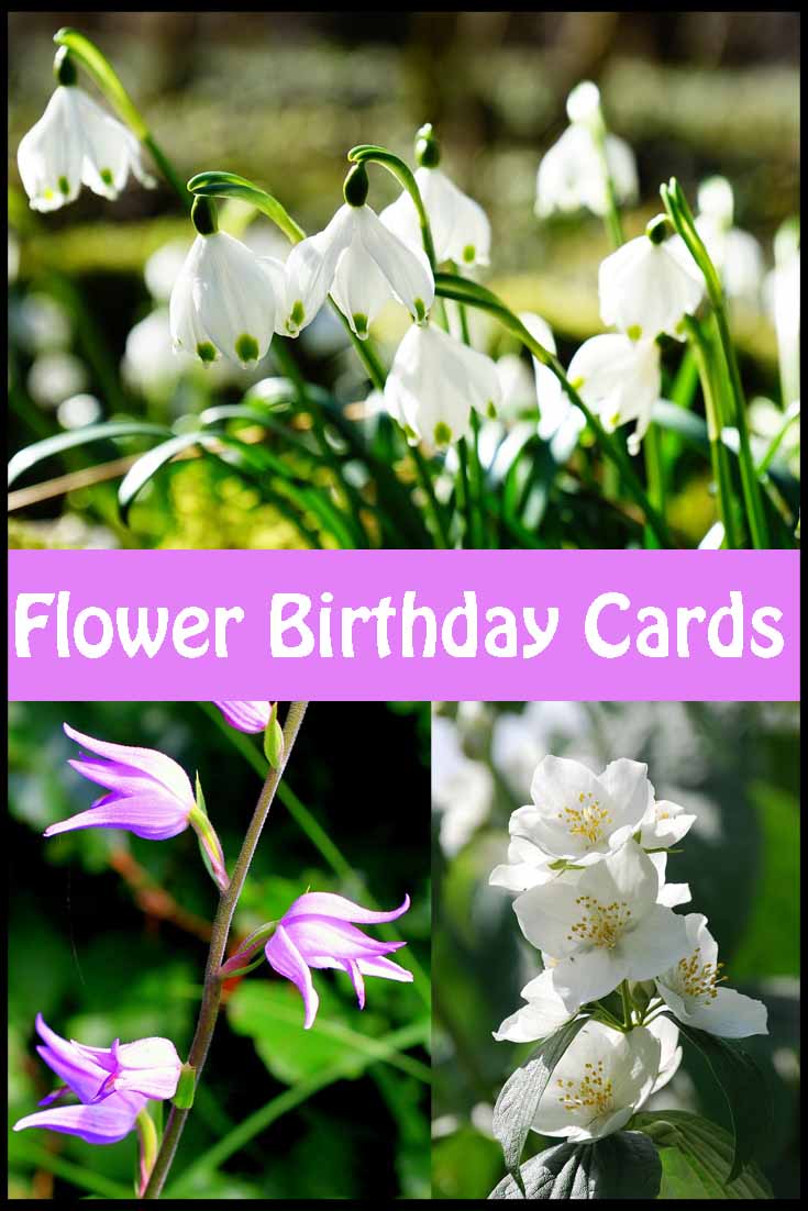 Gorgeous floral birthday cards