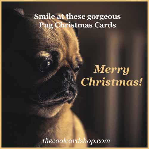 Gorgeous Pug Christmas Cards to fall in love with