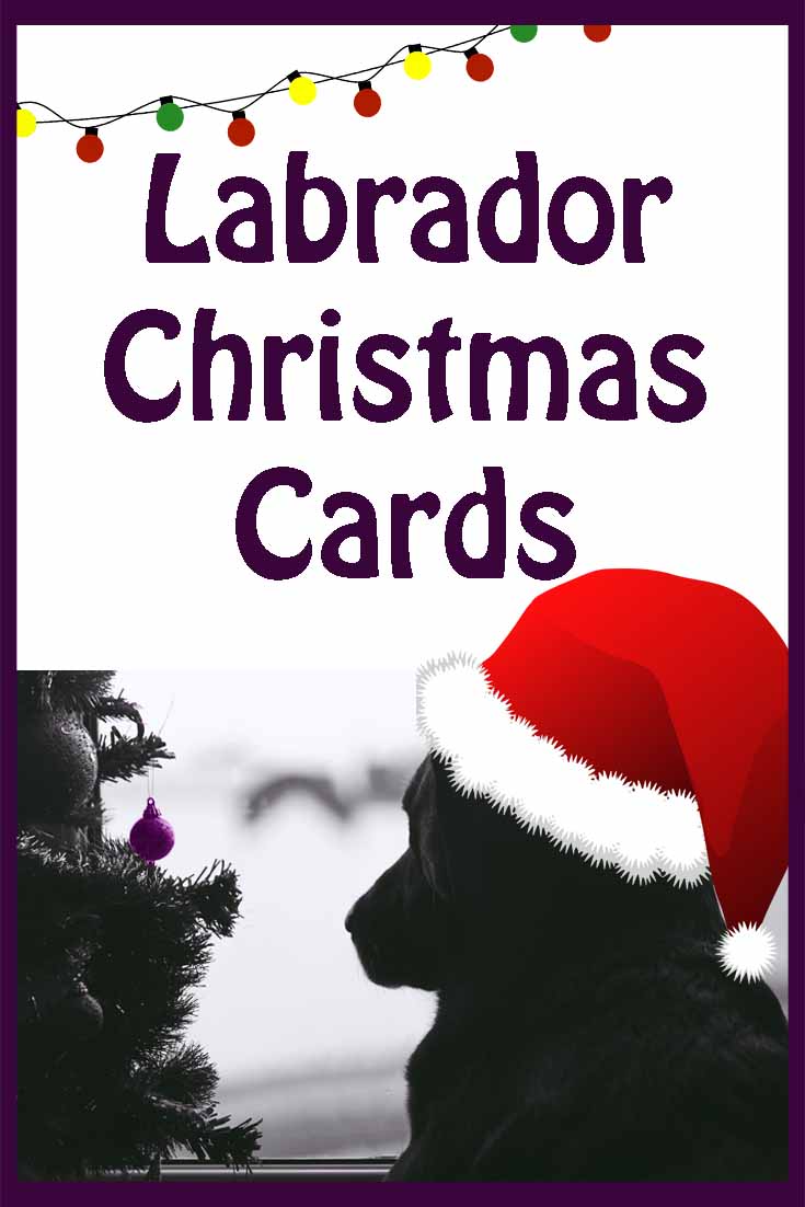 Labrador Christmas Cards