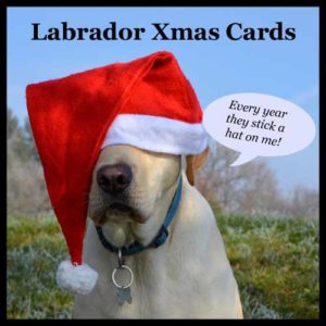 Labrador Xmas Cards
