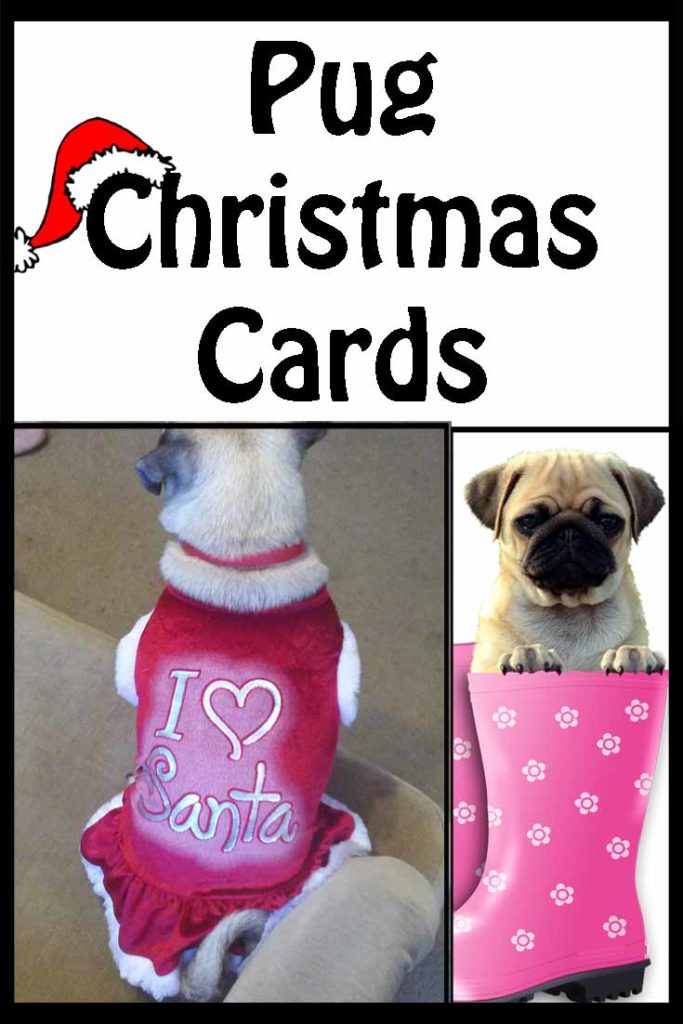 Pug Christmas Greetings - grab a gorgeous pug Christmas card to send these holidays.
