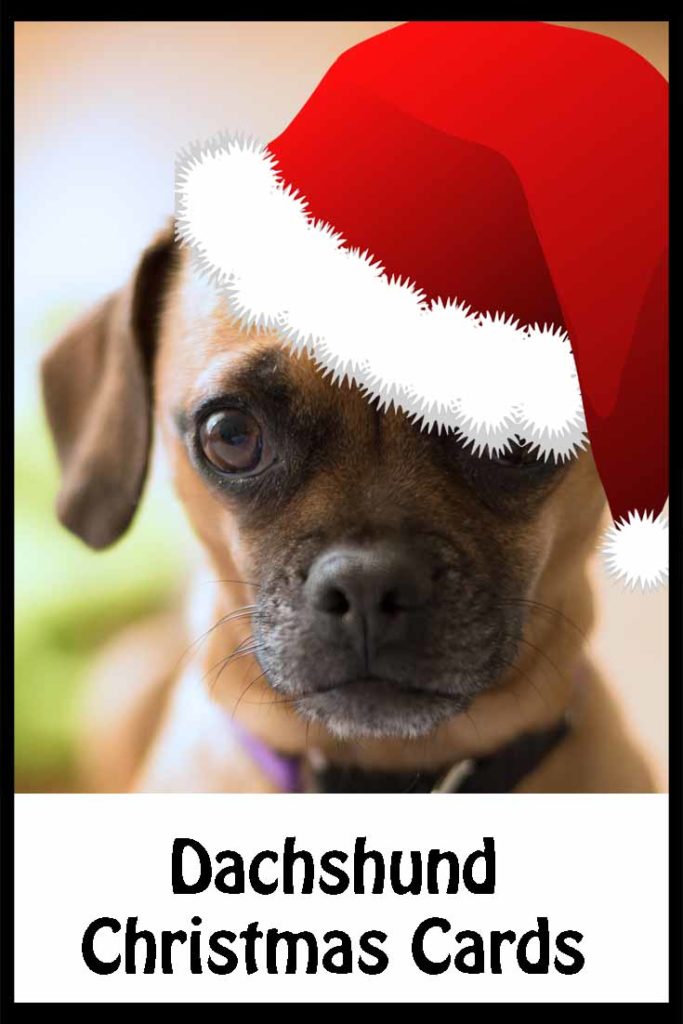 Sausage Dog Christmas Cards