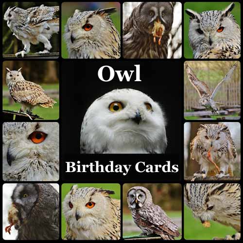 Owl Birthday Cards