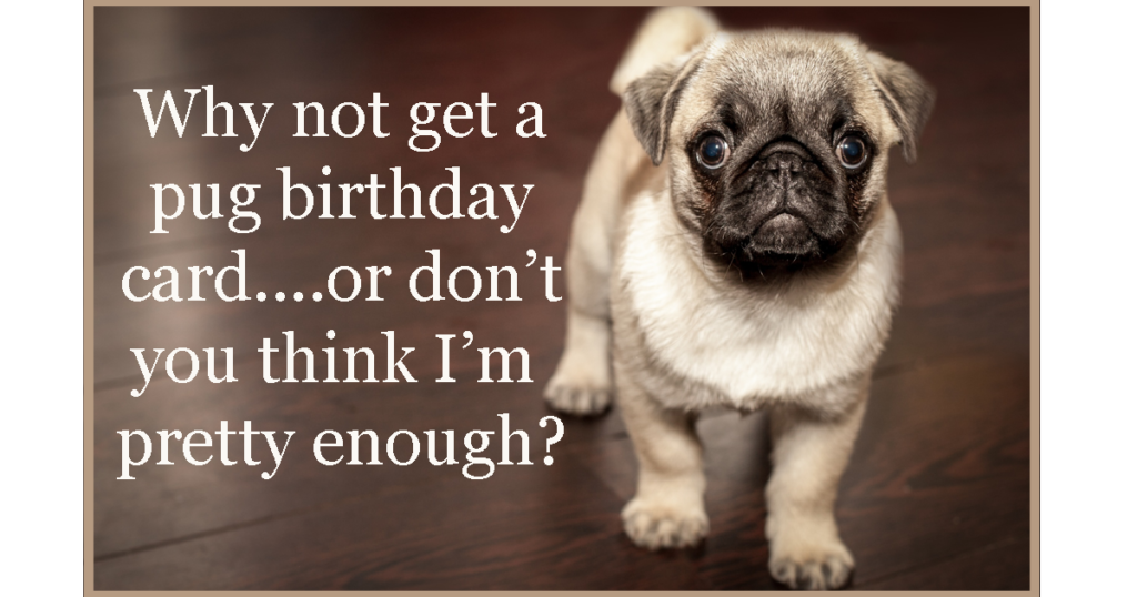 Pug dog birthday card - am I not pretty enough