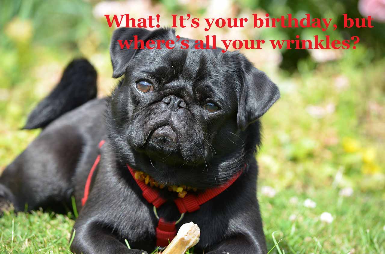 wheres all your wrinkles pug birthday card greeting