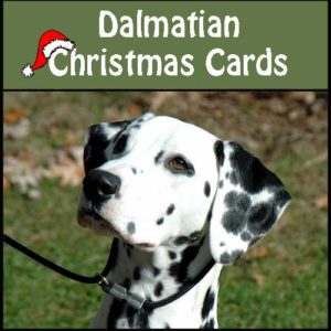 Dalmatian Christmas Cards